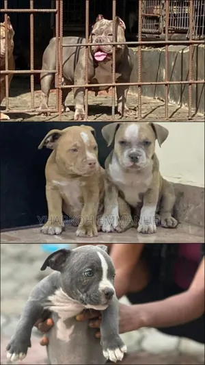 1-3 months Male Purebred American Bully