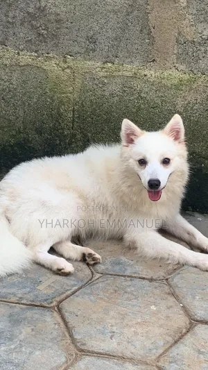 3-6 months Male Purebred American Eskimo