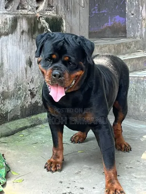 6-12 months Male Purebred Rottweiler