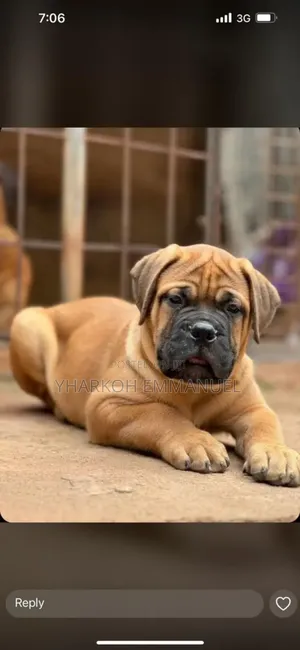 6-12 months Male Purebred Boerboel