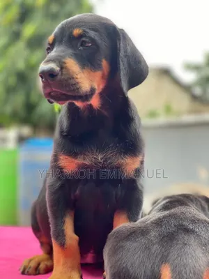1-3 months Male Purebred Doberman Pinscher