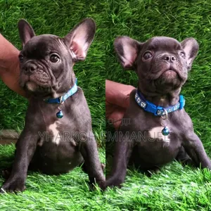 1-3 months Male Purebred French Bulldog