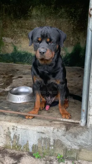 6-12 months Male Purebred Rottweiler