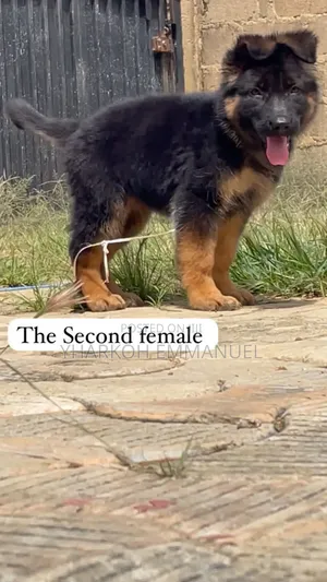1-3 months Male Purebred German Shepherd