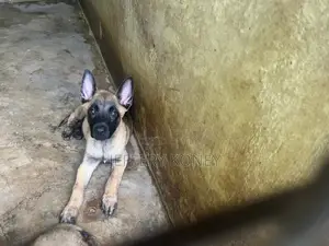 1-3 months Male Purebred Belgian Malinois