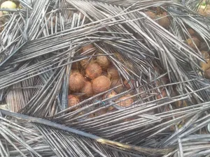 Coconuts for Oil Copra Production (Bulk Supply)