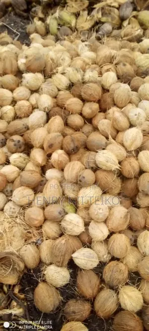 Coconuts for Oil Copra Production (Bulk Supply)
