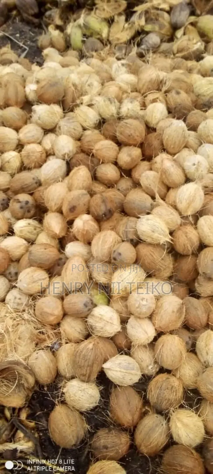 Coconuts for Oil Copra Production (Bulk Supply)