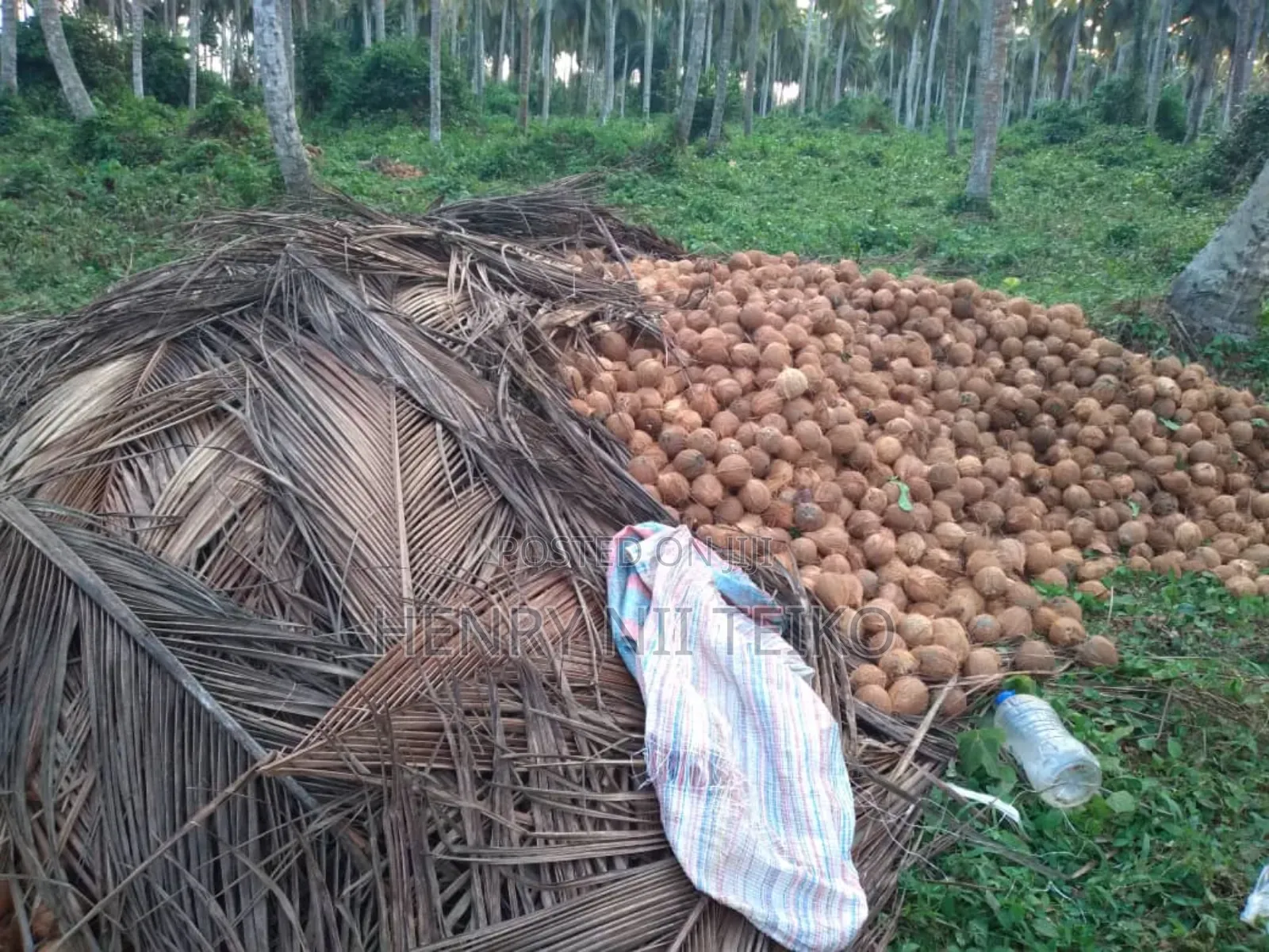 Coconuts for Oil Copra Production (Bulk Supply)