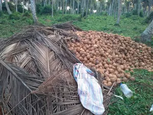 Coconuts for Oil Copra Production (Bulk Supply)