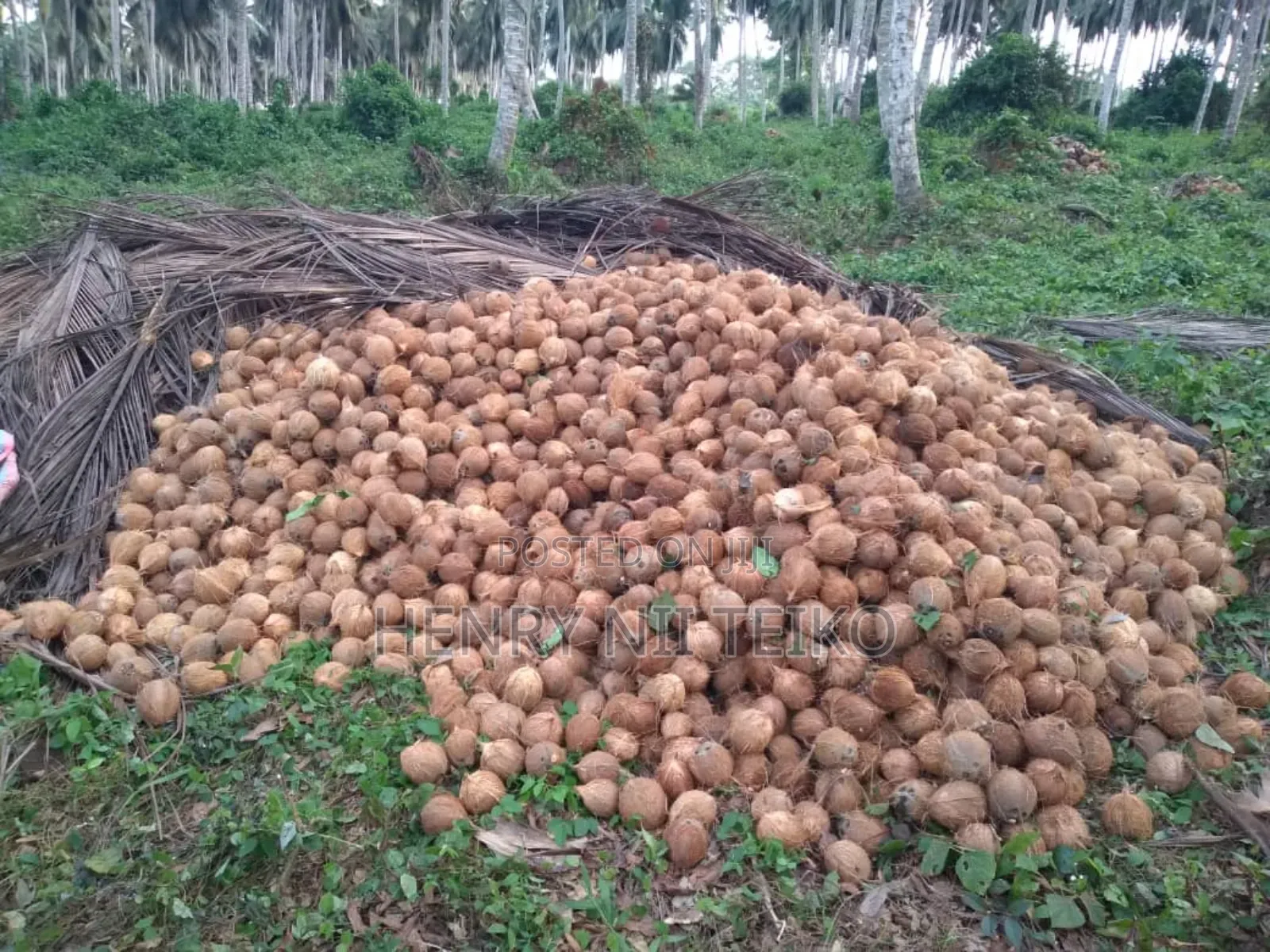 Coconuts for Oil Copra Production (Bulk Supply)