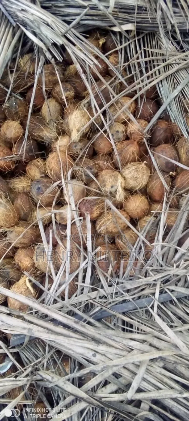 Coconuts for Oil Copra Production (Bulk Supply)