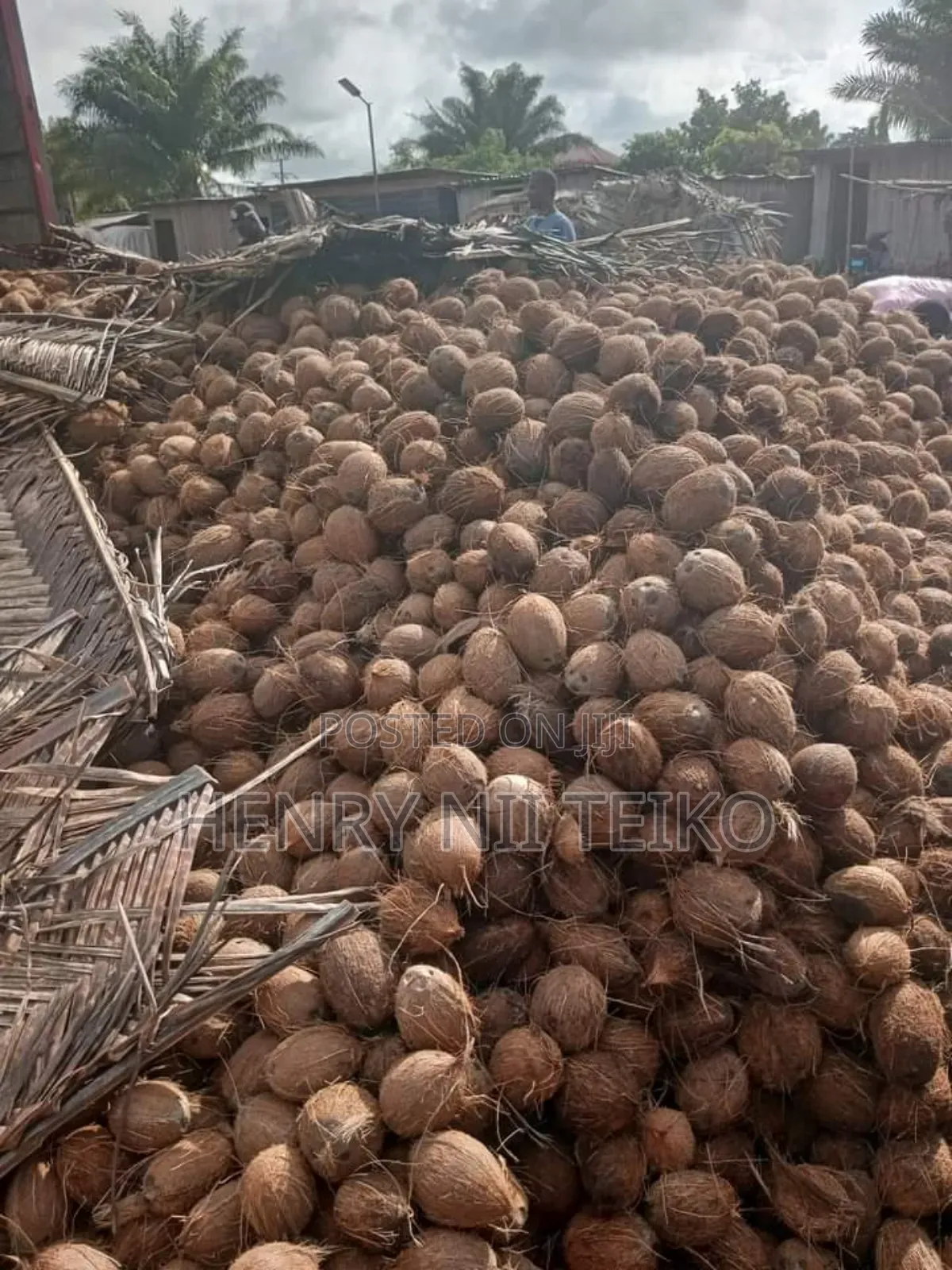 Coconuts for Oil Copra Production (Bulk Supply)