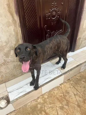 6-12 months Female Purebred Boerboel