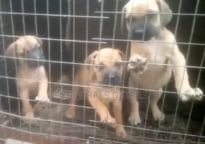 1-3 months Male Purebred Boerboel