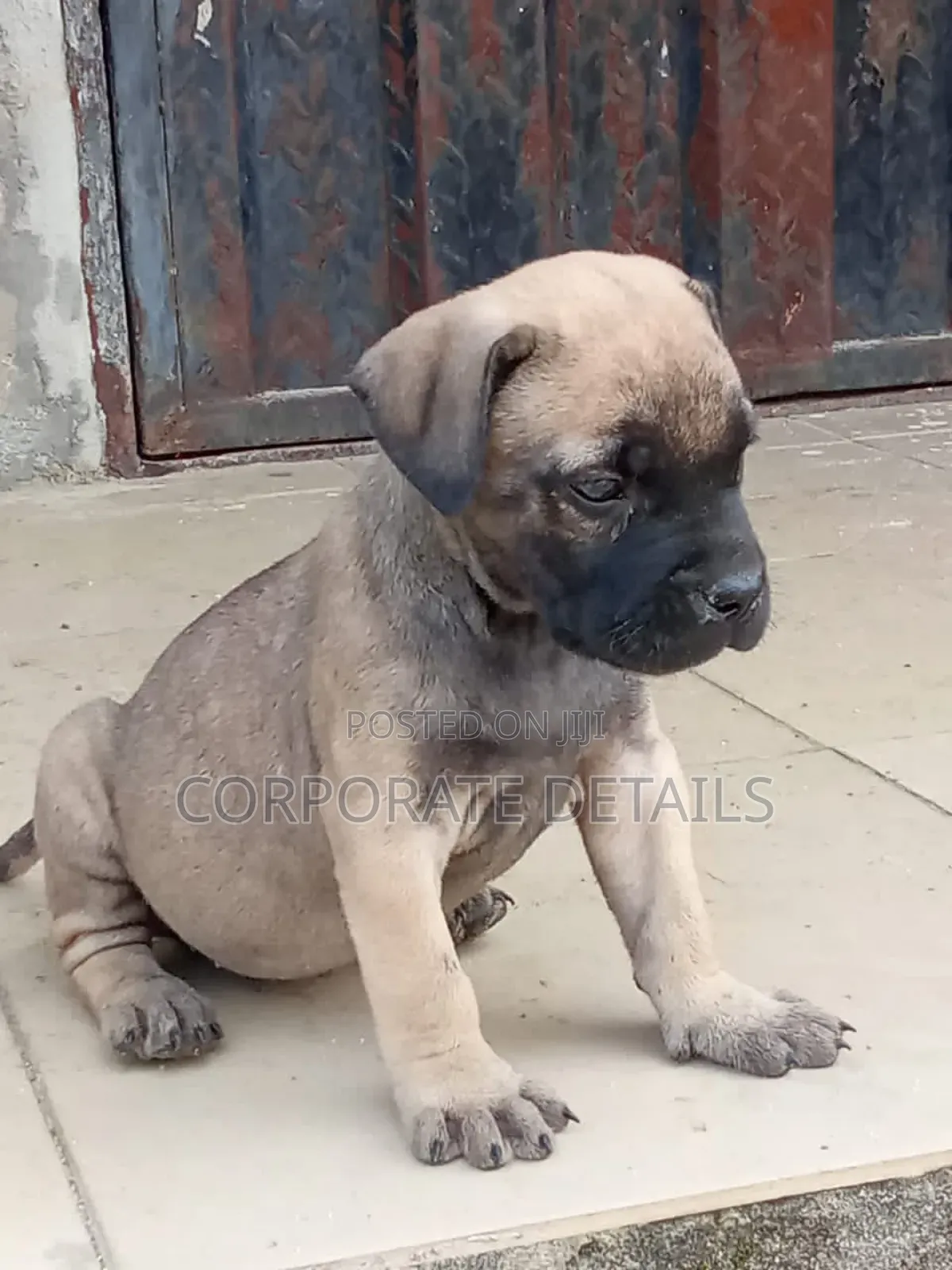 1-3 months Male Purebred Boerboel
