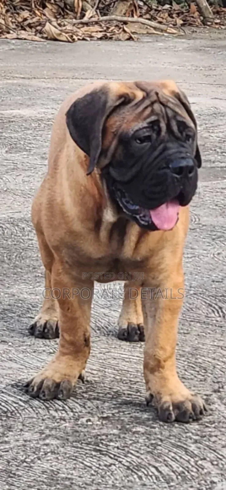 1-3 months Male Purebred Boerboel