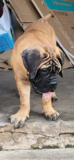3-6 months Female Purebred Boerboel