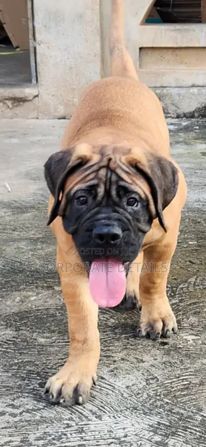 1-3 months Male Purebred Boerboel