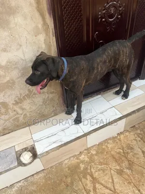 6-12 months Female Purebred Boerboel