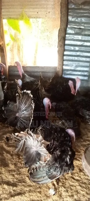 Xmas Turkeys Available