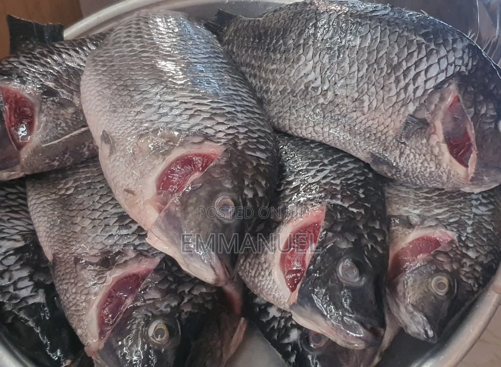 Fresh Tilapia