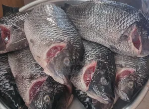 Fresh Tilapia