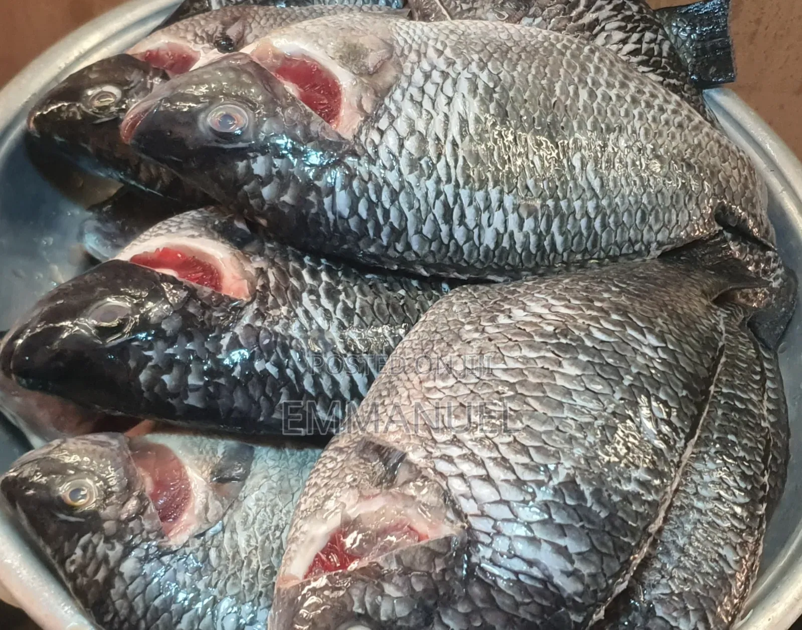 Fresh Tilapia