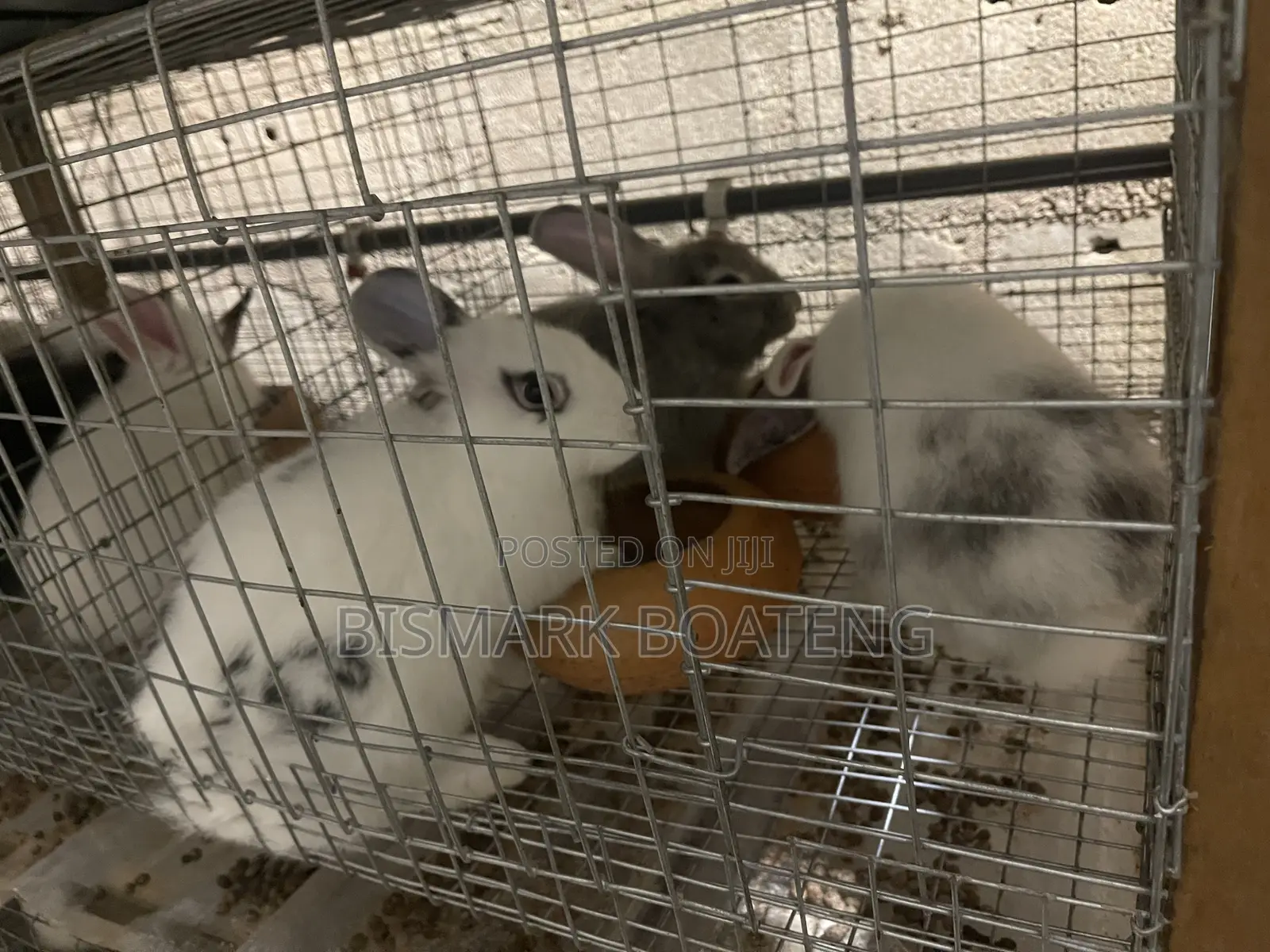 Rabbits for Sale