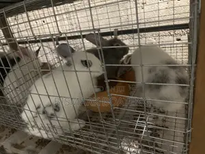Rabbits for Sale