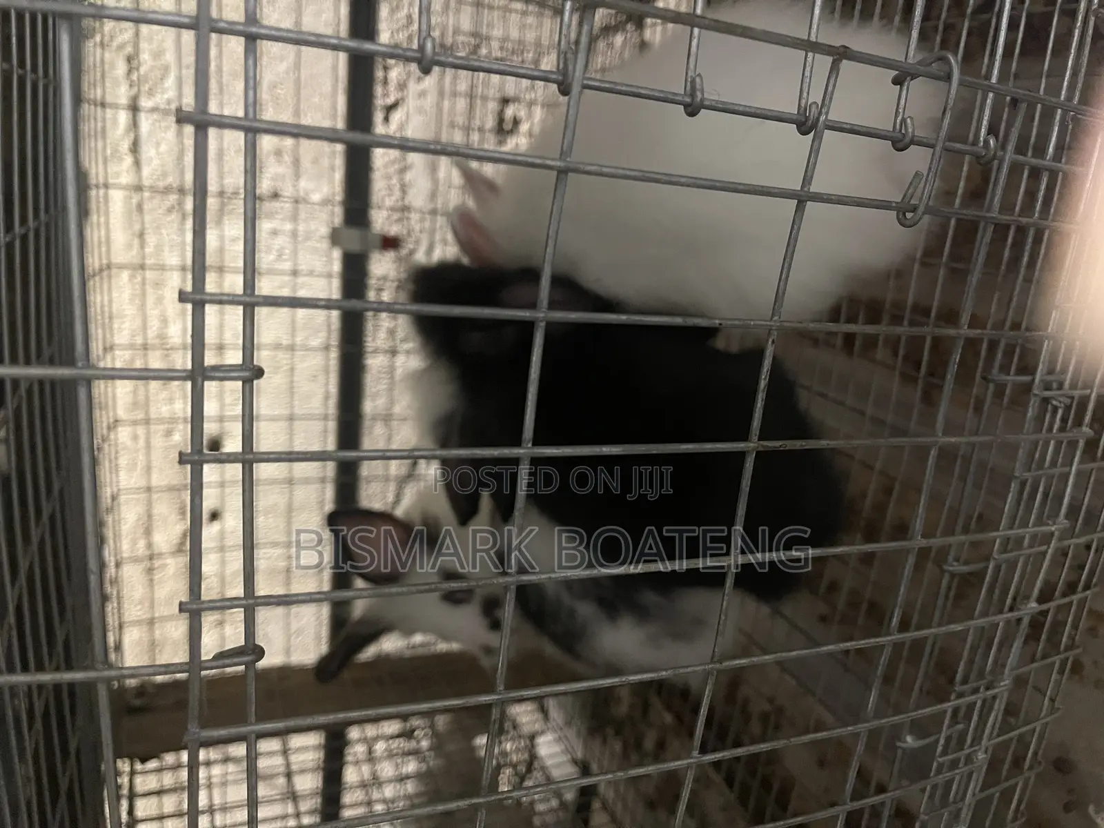 Rabbits for Sale