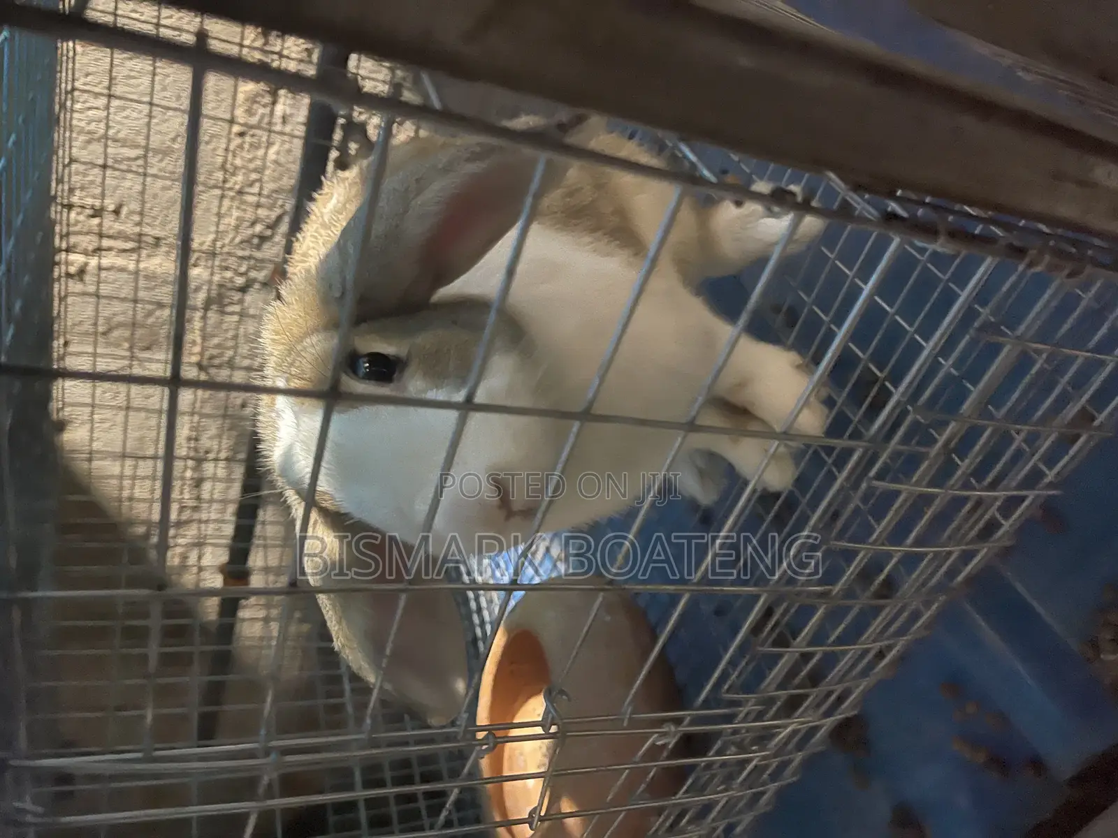 Rabbits for Sale