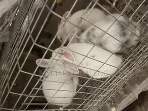 Rabbits for Sale