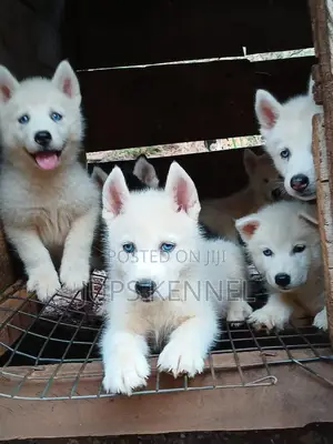 1-3 months Female Purebred Siberian Husky