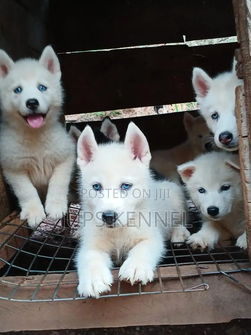 1-3 months Female Purebred Siberian Husky