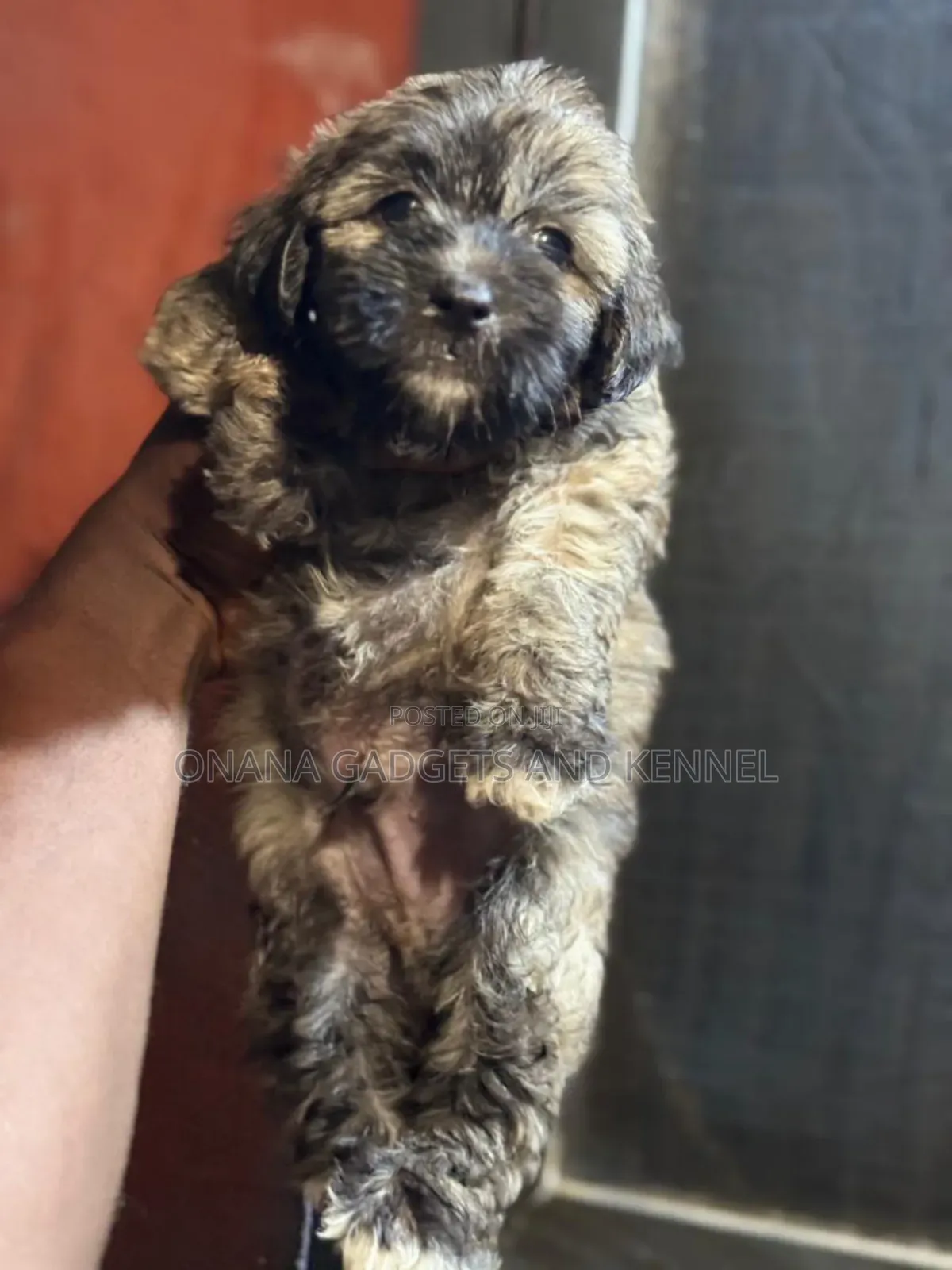 1-3 months Male Purebred Poodle