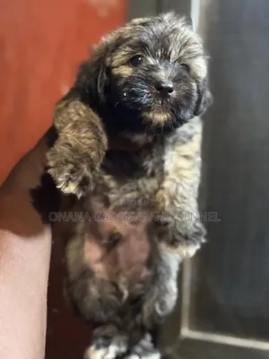 1-3 months Male Purebred Poodle