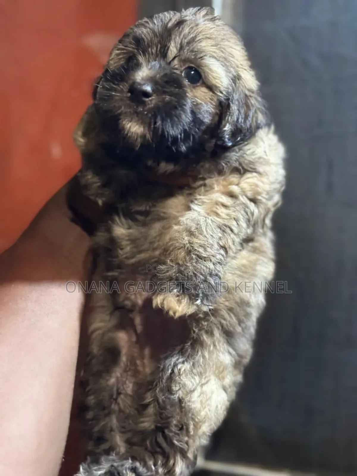 1-3 months Male Purebred Poodle