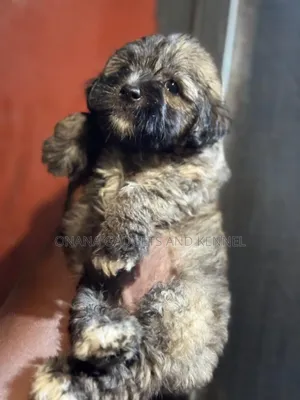 1-3 months Male Purebred Poodle