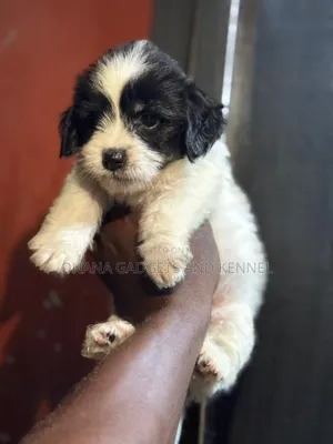 1-3 months Male Purebred Poodle