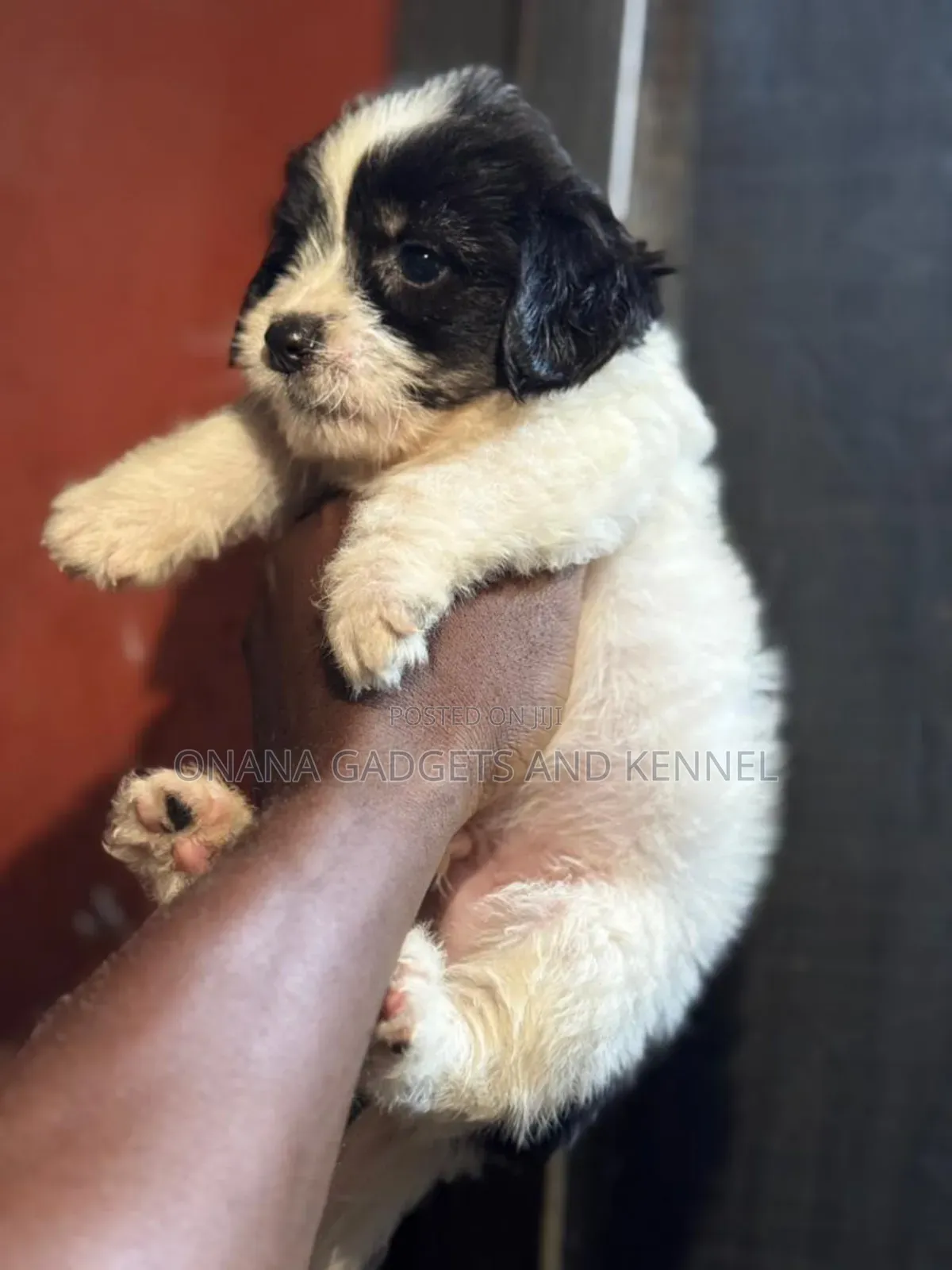 1-3 months Male Purebred Poodle