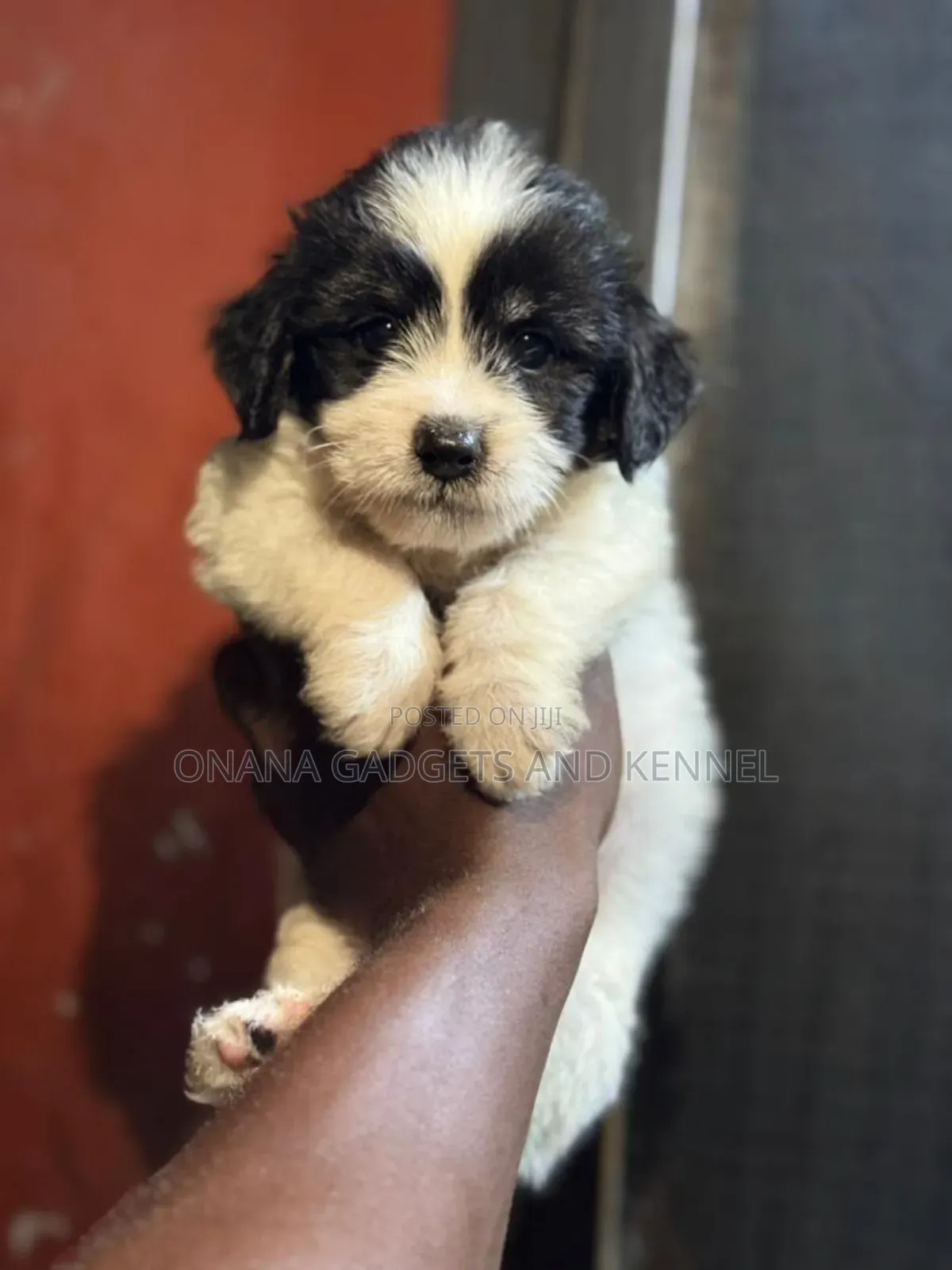 1-3 months Male Purebred Poodle