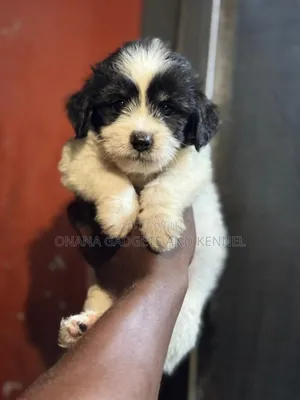 1-3 months Male Purebred Poodle