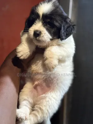 1-3 months Male Purebred Poodle