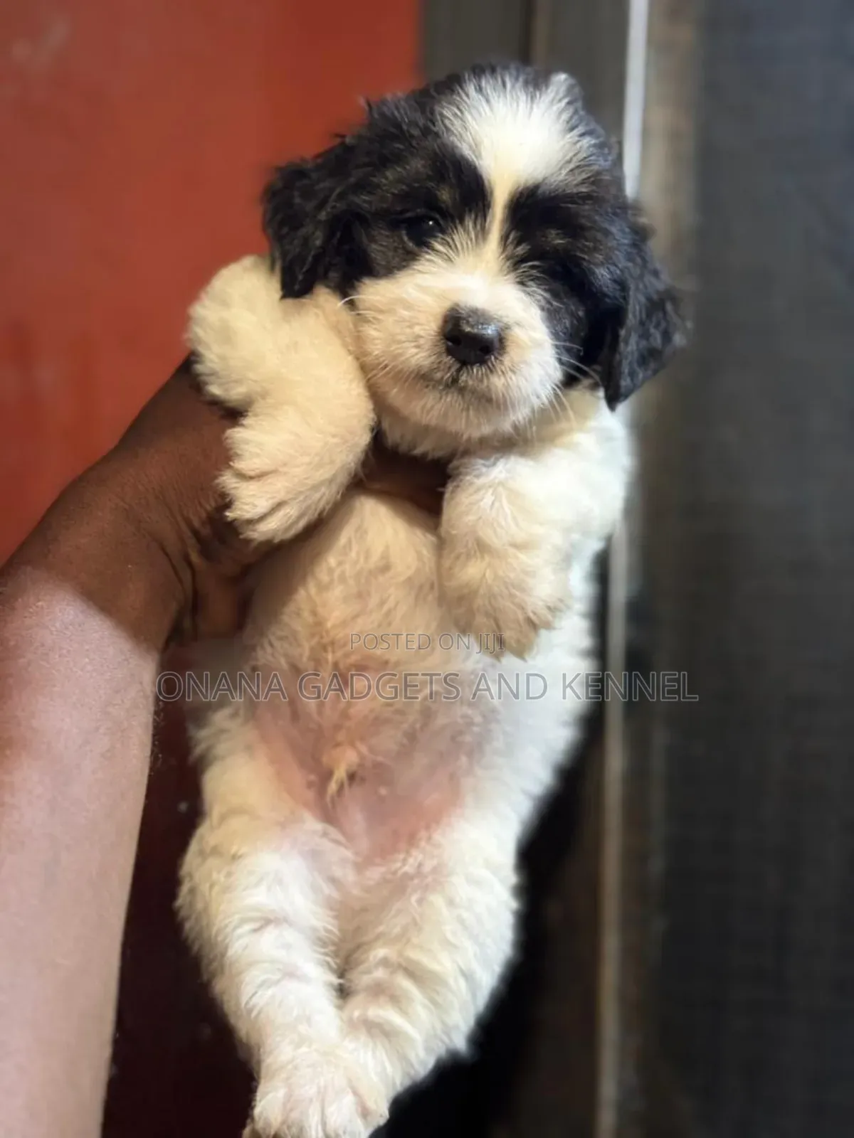 1-3 months Male Purebred Poodle