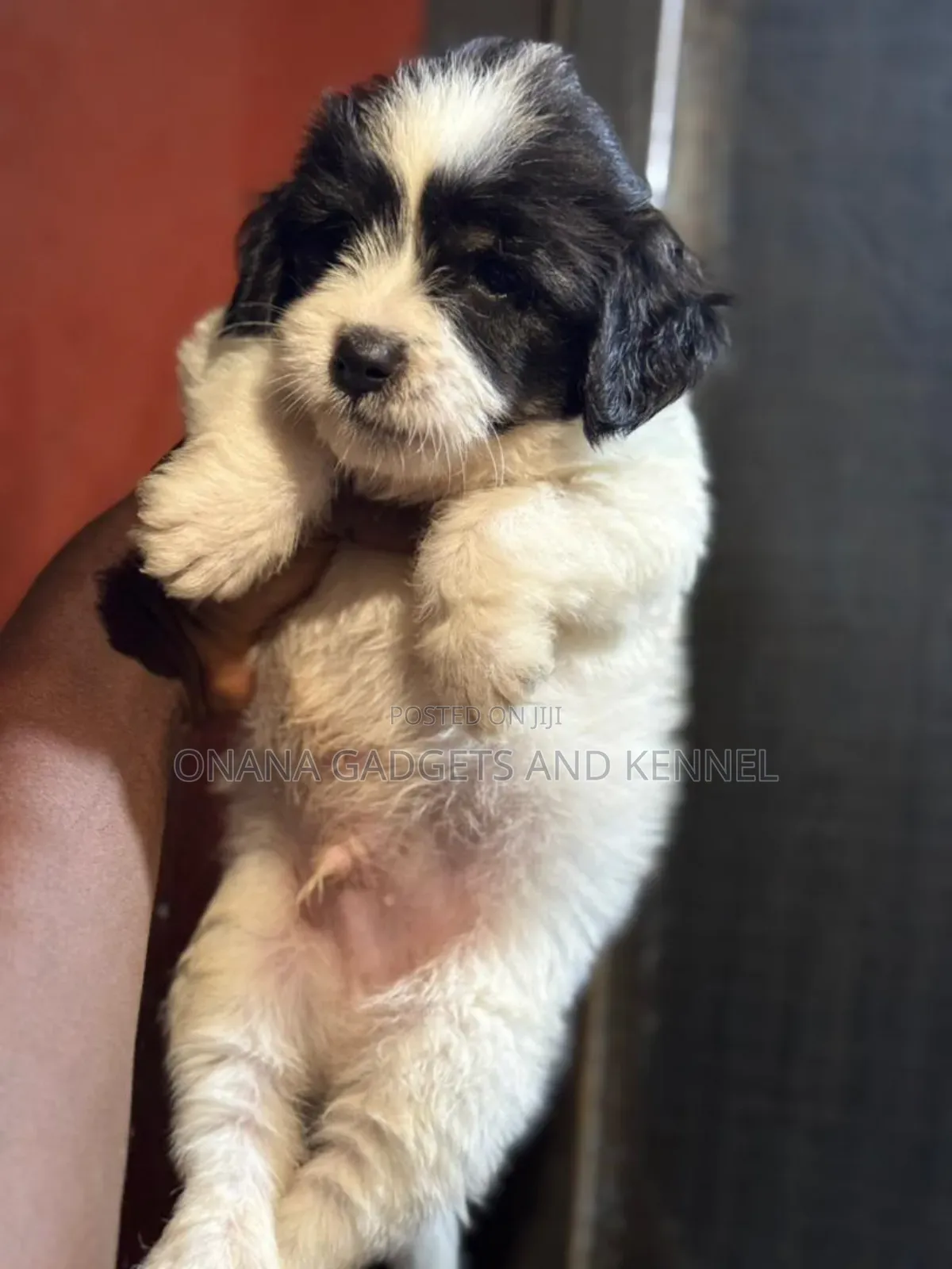1-3 months Male Purebred Poodle