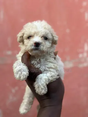1-3 months Female Purebred Poodle