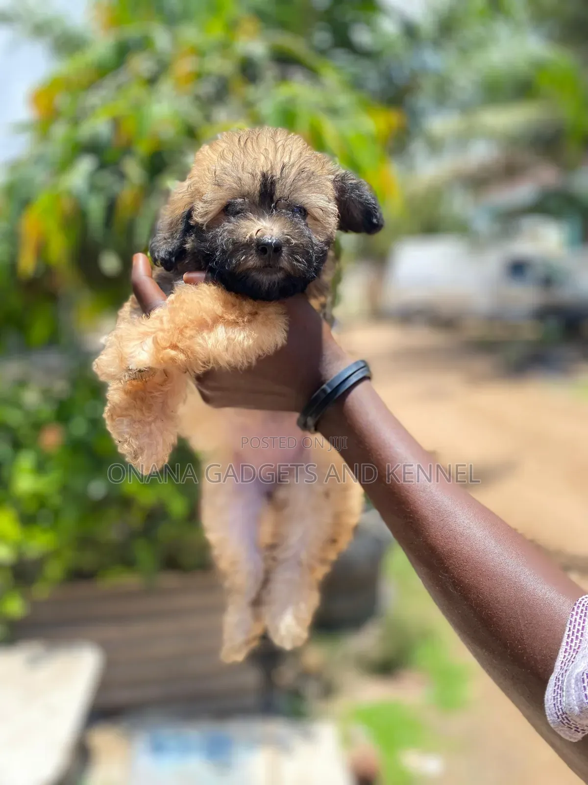 1-3 months Female Purebred Poodle