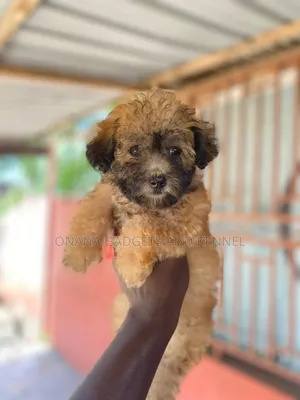 1-3 months Female Purebred Poodle