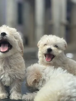1-3 months Male Purebred Poodle